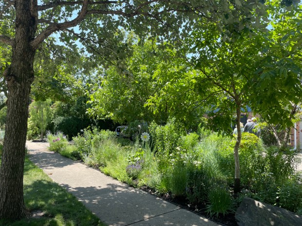 Susie and Greg Pierce, 512 N. Prospect Ave., removed the grass in their front yard and planted native plants and trees in June 2023. Their home was featured in the first-ever Park Ridge Sustainable Yard Walk July 14, 2024.(Phil Rockrohr/for the Pioneer Press)