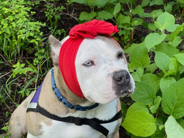 A picture of Meri the two-year-old 60 lb. Pitbull mix comfort dog of the Skokie Police Department. Credit: Richard Requena