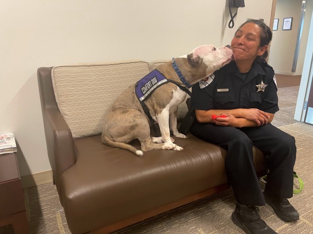 Skokie's Police comfort dog, Meri, licks the face of her trainer Stephany Gonzalez in the Counseling of the Skokie Police Department. Credit: Richard Requena