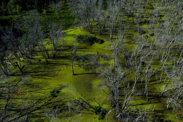 Great Marsh at the Indiana Dunes National Park in Beverly Shores on Thursday, Aug. 23, 2019.(Zbigniew Bzdak/Chicago Tribune)