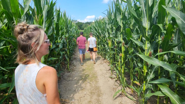 Visitors to the Taste the Maze event at Abbey Farms in Aurora on Saturday wander through the corn maze in search of five hidden craft beer tents. (David Sharos / For The Beacon-News)