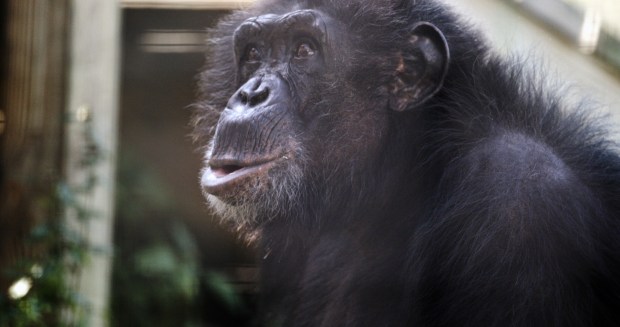 The chimp Tonka, whose fate is central to the docuseries "Chimp Crazy." (HBO)