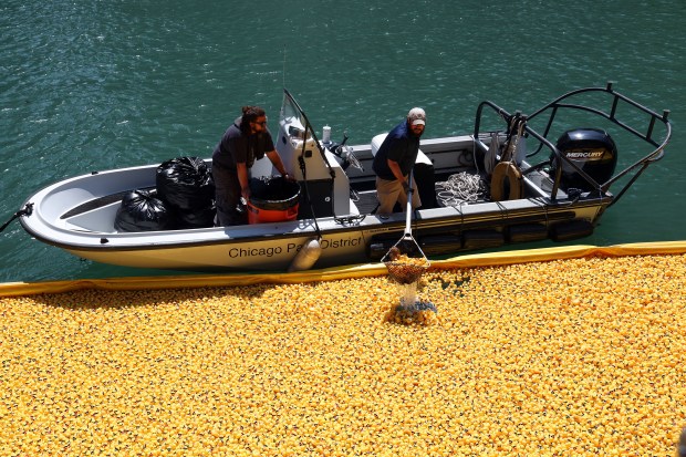 Workers haul rubber ducks from the Chicago River after the 2024 Chicago Ducky Derby at the Columbus Drive Bridge in Chicago on Aug. 7, 2024. (Terrence Antonio James/Chicago Tribune)