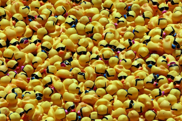 Rubber ducks are seen on the Chicago River after the 2024 Chicago Ducky Derby at the Columbus Drive Bridge in Chicago on Wednesday, Aug. 7, 2024. The Chicago Ducky Derby is a fundraising event that benefits Special Olympics Illinois. (Terrence Antonio James/Chicago Tribune)