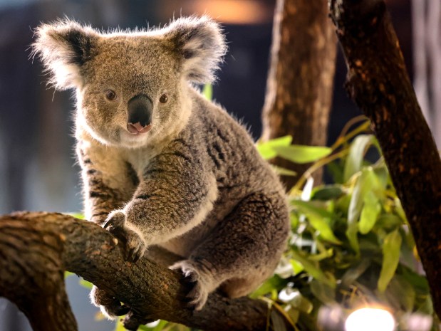 Brumby, a male koala, makes his public debut at the Brookfield Zoo on June 18, 2024. He's one of two male koalas on loan for at least two years. They're both around 2 years old and are the first koalas to live at the zoo in its 90-year history. (Antonio Perez/Chicago Tribune)