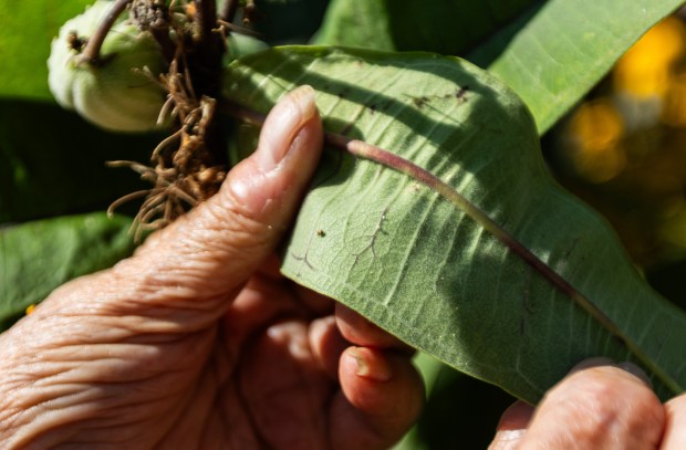 Citizen scientist Lorraine Kells finds small monarch butterfly eggs on milkweed in the monarch waystation near the Chicago Park District storehouse on Aug. 7, 2024. (Tess Crowley/Chicago Tribune)