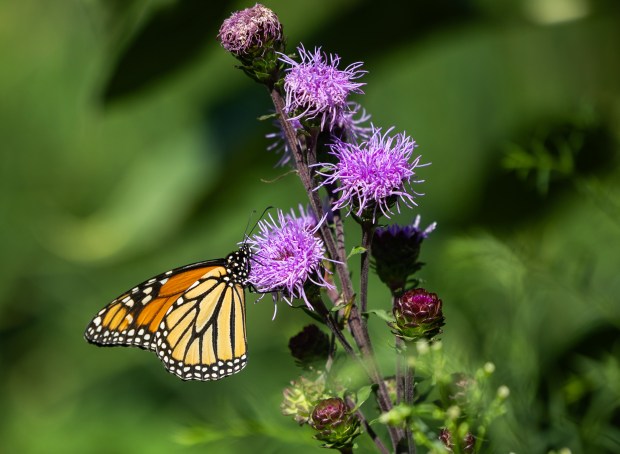 A monarch butterfly drinks nectar from a flower in the pollinator habitat bed near the Chicago Park District storehouse on Aug. 7, 2024. (Tess Crowley/Chicago Tribune)