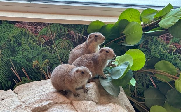 Among the new animals now living in Randall Oaks Zoo's new World of Wonders building in West Dundee is a trio of prairie dog pups, which were bottle fed and are described as being "very friendly." (Randall Oaks Zoo)