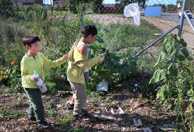 Yushin Minami 7, (l to r) follows his brother Shunta Minami 10, as they try to catch a butterfly. The brothers from Osaka, Japan visited Gary during a showcase of a Farm Tour and Low Tunnel Build by the Gary Food Council. The program showed the progress that the Junior Master Gardener youth interns have made on the garden so far this year. Participants had the opportunity to assist with the construction of a low tunnel over some of the garden beds at the Brothers Keeper Community Garden in Gary on Wednesday, July 31, 2024. (John Smierciak/for the Post Tribune)