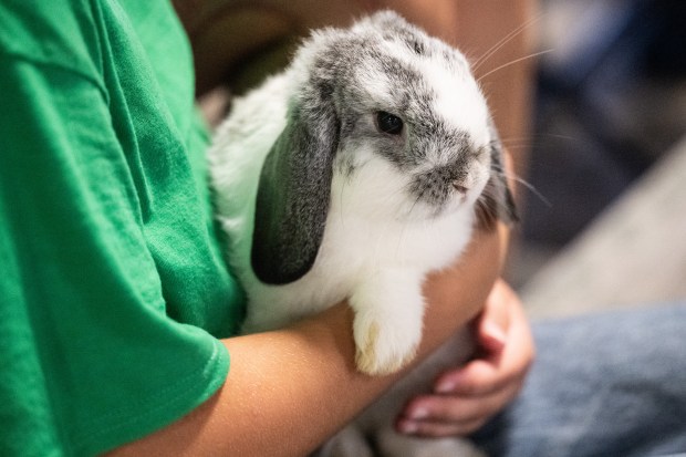 Ela Ripperdan, 11, of Hebron, cradles her bunny, "Dusk", as she sits with her mother, Amy, before participating in the 4-H show rabbit competition at the Lake County Fair in Crown Point on Tuesday, Aug. 6, 2024. (Kyle Telechan/for the Post-Tribune)