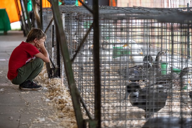 Walker DesFordes, 9, looks at ducks in the poultry barn at the Lake County Fair in Crown Point on Tuesday, Aug. 6, 2024. (Kyle Telechan/for the Post-Tribune)