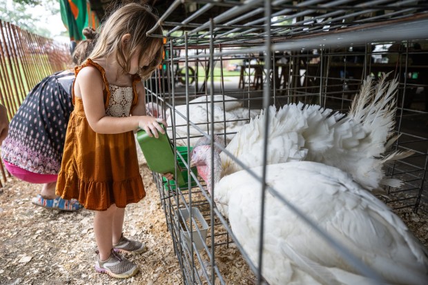 Celia DesFordes, 4, of Lowell, feeds turkeys in the poultry barn at the Lake County Fair in Crown Point on Tuesday, Aug. 6, 2024. (Kyle Telechan/for the Post-Tribune)