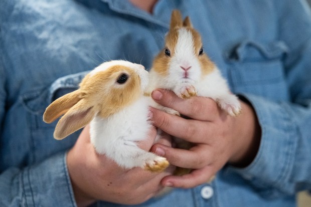 DeMotte resident Sophia Marcotte holds two baby bunnies before participating in the 4-H show rabbit competition at the Lake County Fair in Crown Point on Tuesday, Aug. 6, 2024. (Kyle Telechan/for the Post-Tribune)