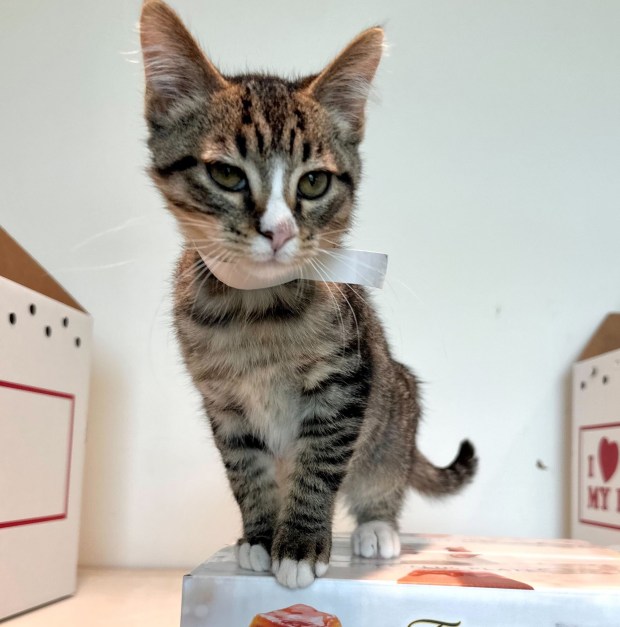 A kitten awaits food at South Suburban Humane Society, where food donations are always needed. (South Suburban Humane Society)