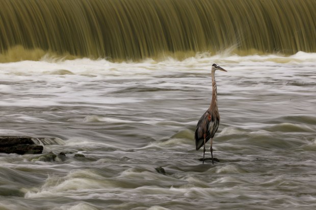 A great blue heron wades in the Fox River just under the dam at Panton Mill Park in South Elgin on Aug. 8, 2024. (Stacey Wescott/Chicago Tribune)