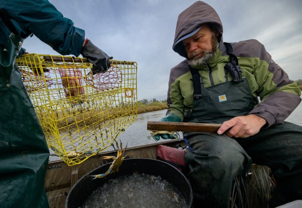 Fisherman Lance Nacio, of Anne Marie Shrimp in Montegut, Louisiana, uses a stick to measure a blue crab in the Barataria Basin between the Mississippi and Atchafalaya rivers on Jan. 23, 2024. (Matthew Hinton/for the Chicago Tribune)