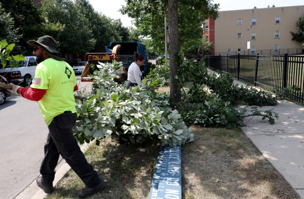 Workers trim trees in the 1800 block of West Maypole Avenue in preparation for the Democratic National Convention at the United Center on Aug. 14, 2024, in Chicago. (John J. Kim/Chicago Tribune)