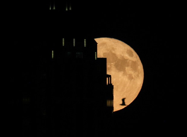 A super blue moon rises behind a Chicago building as a gull flies past on Aug. 19, 2024. A blue moon refers to the presence of a second full moon in a calendar or a third full moon in a season containing four, and super because of its closer distance to earth compared to other times of year. (John J. Kim/Chicago Tribune)