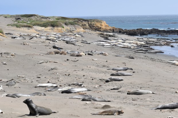 April through Aug. is when you're likely to see juvenile and adult female elephant seals molting on the beach at the Piedras Blancas rookery. (Lori Rackl)