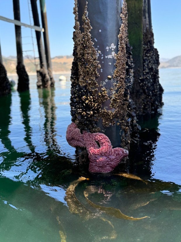 Kayakers can get close to the sea stars clinging to the pier posts in San Luis Obispo Bay. (Lori Rackl)