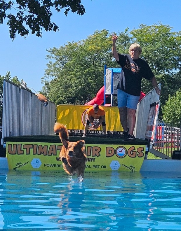 Mary Schuenemann of Winfield sends her golden retriever Bookin into the water Saturday during the popular Ultimate Air Dogs event at the annual Yorkville Hometown Days Festival. (David Sharos / For The Beacon-News)