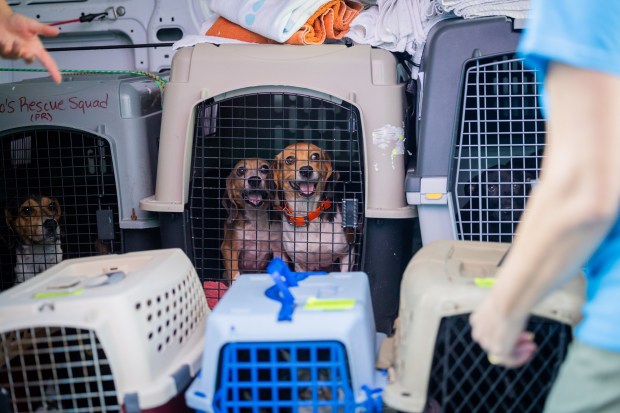 Volunteers and staff from PAWS Chicago, one of the largest No Kill animal welfare organizations in the country, welcome 22 new pets that will be housed in the shelter or in foster care in Chicago on Sept. 4, 2024. (Tess Crowley/Chicago Tribune)