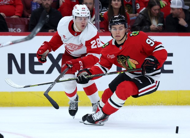 Blackhawks center Connor Bedard , right, battles Red Wings forward Michael Brandsegg-Nygard in the third period of a preseason game on Sept. 25, 2024, at the United Center. (Chris Sweda/Chicago Tribune)