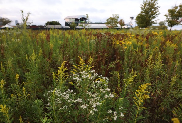 Plants grow on the outskirts of Huntington Bank Pavilion at Northerly Island before a concert on Aug. 28, 2024. (John J. Kim/Chicago Tribune)