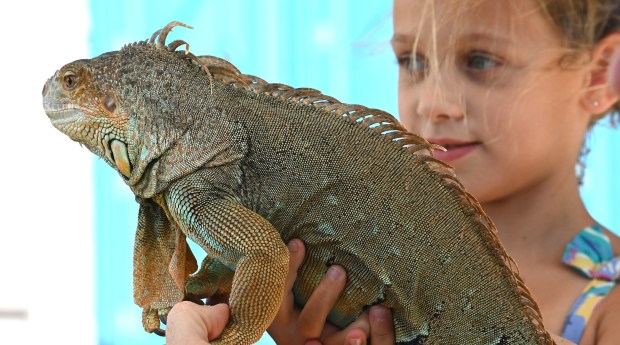 Meet Bluey, a green iguana who seems happy but is also blue. With Bluey is Willow Bolsoni, 7, a second-grader from Frankfort attending the Dave DiNaso's Traveling World of Reptiles show in Long Grove on Sept. 21, 2024. (Karie Angell Luc/Lake County News-Sun)