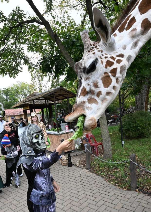 A costumed child feeds a giraffe at last year's Boo! At the Zoo. Presented by Brookfield Zoo, this annual event features fall activities, photo ops and Halloween-themed entertainment. (CZS-Brookfield Zoo)