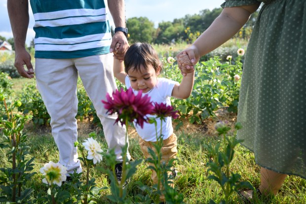 Mateo Reyes, 1, looks at flowers with help from his mother, Rosa, and father, Freddy, during the FarmHer to Mama event at Hickory Hills Flower Farm on Friday, Sept. 20, 2024. (Kyle Telechan/for the Post-Tribune)