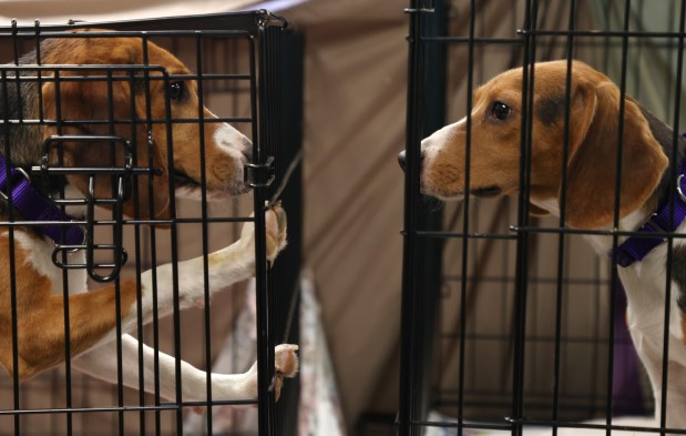 Two beagle puppies wait to meet their foster families at Anderson Humane shelter on Aug. 9, 2022, in South Elgin. According to spokesperson Juliann Carlson, 91 male beagle puppies between 6 and 10-months-old arrived the previous night from Virginia. They were rescued from a Virginia-based research facility where over 4000 beagles were removed. All of them have found homes. (Stacey Wescott/Chicago Tribune)