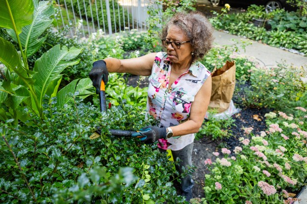 Sheila Hogan tends to her garden in the Edgewater neighborhood of Chicago on Aug. 24, 2024. Cannabis gummies have helped relieve Hogan's debilitating pain from spinal stenosis, allowing her to resume activities such as gardening. (Tess Crowley/Chicago Tribune)