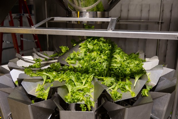 Lettuce is sorted for packaging after being grown and harvested at the new BrightFarms hydroponic greenhouse on Sept. 5, 2024, in Yorkville. (Brian Cassella/Chicago Tribune)