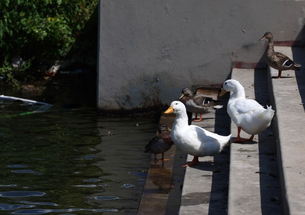 Two domesticated white Pekin ducks circulate among wild ducks along the Chicago River in the Chinatown's Ping Tom Park on Sept. 5, 2024. (Stacey Wescott/Chicago Tribune)