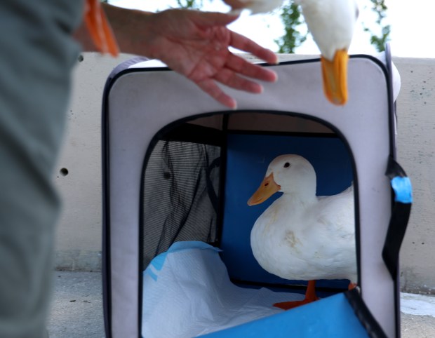 Annette Prince secures two Pekin ducks rescued in Chinatown's Ping Tom Park on Sept. 5, 2024, in Chicago. The domestic pets were dumped in the park a couple of months ago. (Stacey Wescott/Chicago Tribune)