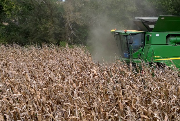 Brian Duncan drives his combine while harvesting corn on Sept. 27, 2024, in Polo, Illinois. (Stacey Wescott/Chicago Tribune)