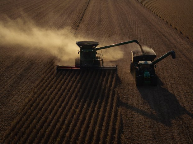 Jared Gregg harvests soybeans on farmland in Cerro Gordo, Illinois, on Sept. 20, 2024. (E. Jason Wambsgans/Chicago Tribune)