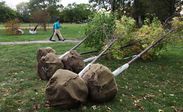 Unplanted trees lie on their sides on a windy Friday in Humboldt Park on Sept. 27, 2024, in Chicago. (John J. Kim/Chicago Tribune)