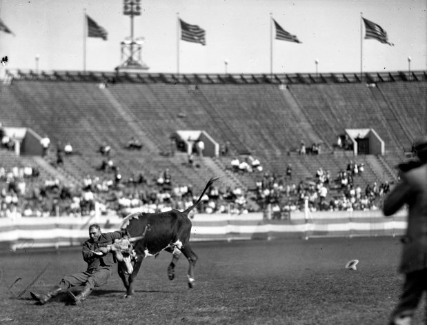 Mike Hastings of Fort Worth, Texas, shows his skill during Chicago's third annual World Championship Rodeo held at Soldier Field in August 1927. Hastings won first place in 1927 when he threw his steer in 13 seconds. The Tribune reported that more than 350,000 visitors had witnessed the nine-day rodeo, which started on August 20 and ended August 29. (Chicago Herald and Examiner)