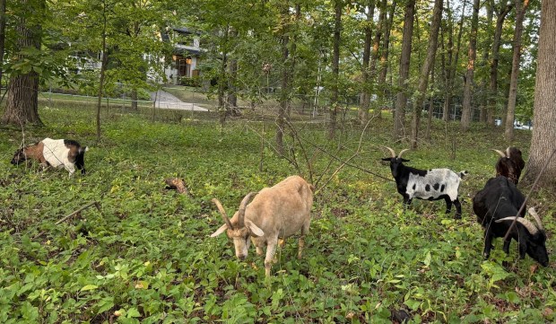 The Glencoe Park District brought back goats to eat invasive plant species in Milton Park in Sept., after they had originally munched down the undesirable plants in May. The goats voracious appetites' mean the park district doesn't need to use chemical herbicides or human sweat equity to root out the invasives. (Erin Classen, Glencoe Park District)