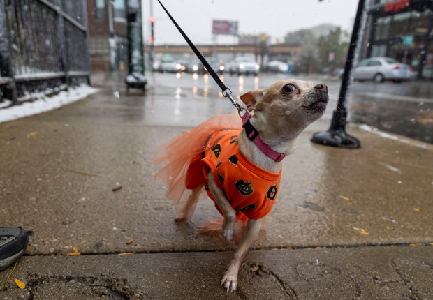 A dog named Chloe goes for a walk in a pumpkin costume while it snows for Halloween in Logan Square on Oct. 31, 2023. (Brian Cassella/Chicago Tribune)