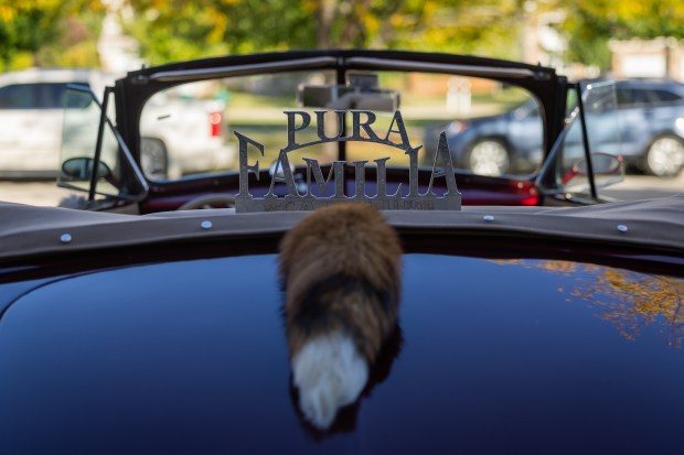 A plaque honoring Art Martin's Pura Familia Car Club, and Canadian red fox fur are displayed in the back of his 1947 Chevrolet Fleetmaster convertible, which he will ride in the upcoming Chicago Lowrider Festival at Navy Pier, at his home in Shorewood on Oct. 8, 2024. (Tess Crowley/Chicago Tribune)