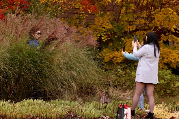 Visitors take photos as leaves change color at the Morton Arboretum in Lisle, Oct. 23, 2024. (Antonio Perez/Chicago Tribune)