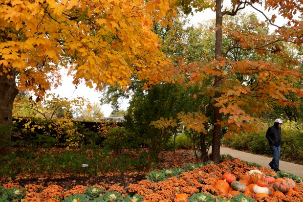 A visitor walks along a path with fall foliage at the Morton Arboretum in Lisle, Oct. 23, 2024. (Antonio Perez/Chicago Tribune)