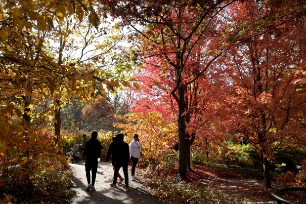 Visitors walk through fall foliage at the Morton Arboretum in Lisle, Oct. 23, 2024. (Antonio Perez/Chicago Tribune)