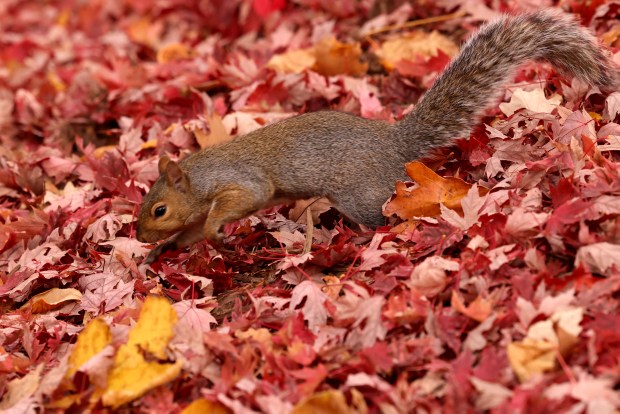 A squirrel works through colorful fall leaves at the Morton Arboretum in Lisle, Oct. 23, 2024. (Antonio Perez/Chicago Tribune)