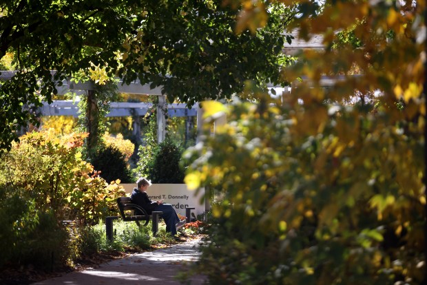 A visitor enjoys the fall foliage at the Morton Arboretum in Lisle on Oct. 23, 2024. (Antonio Perez/Chicago Tribune)