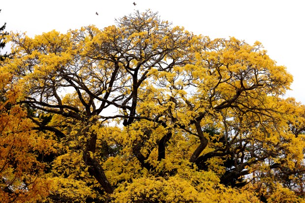 Trees show off their fall colors at the Morton Arboretum in Lisle, Oct. 23, 2024. (Antonio Perez/Chicago Tribune)