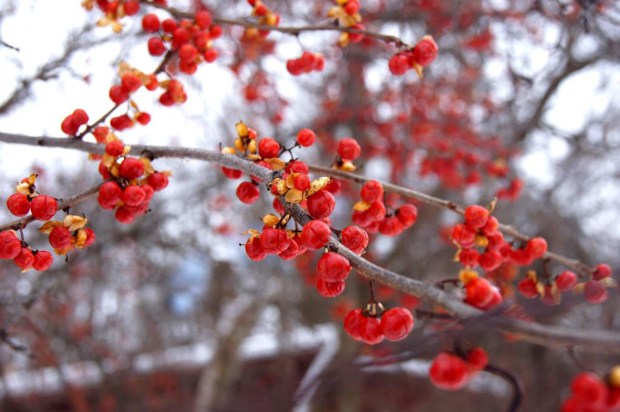 A woody vine with many bright orange berries popping out of yellow seed capsules, Oriental bittersweet (Celastrus orbiculatus) is a serious invasive plant that threatens native forests. (Deborah J. G. Brown/The Morton Arboretum)